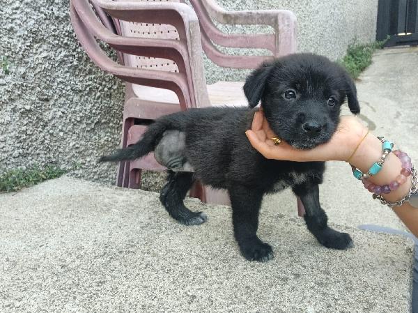 ”  🐶 “Prugna, una cucciola coraggiosa in cerca di amore” Foto 4
